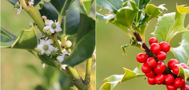 hulst: iStock - saraTM + Pixabay - dendoktoor