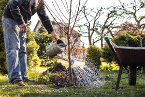 Plant een boom