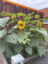 Zonnebloem